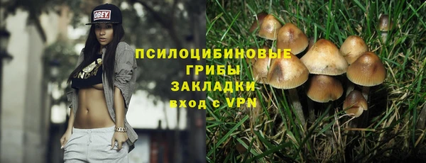 прущие грибы Медвежьегорск